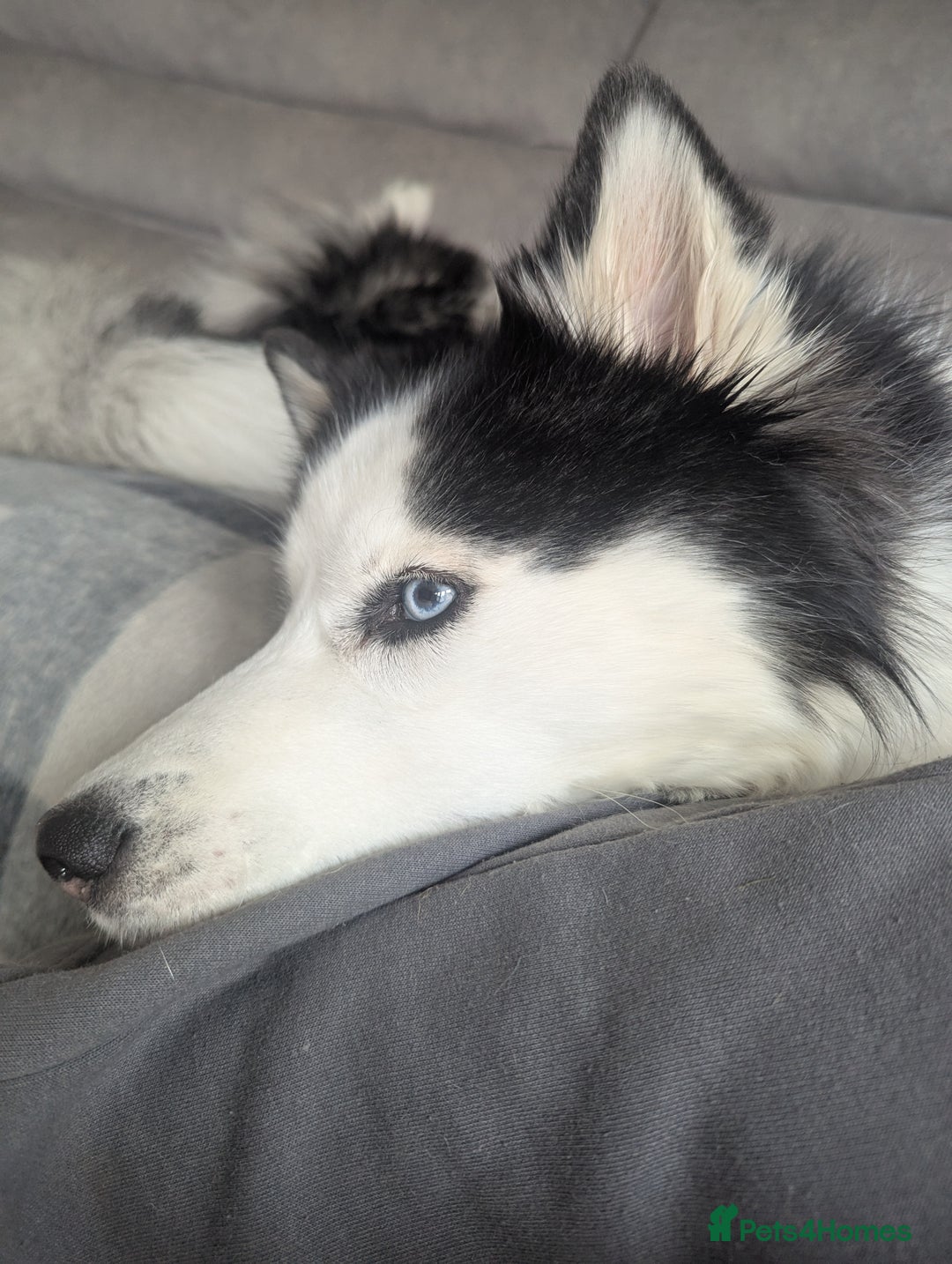 Siberian Husky dogs for sale: 4 year old Luna - Advert 2