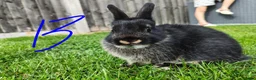 Netherland Dwarf rabbits for sale: Netherland dwarf  - Advert 5