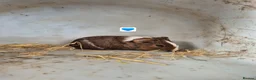 Guinea Pig rodents for sale: Guinea Pigs 👀🏡 - Advert 5