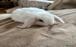 Mini Lop rabbits for sale: Beautiful mini lop rabbits - Image 15