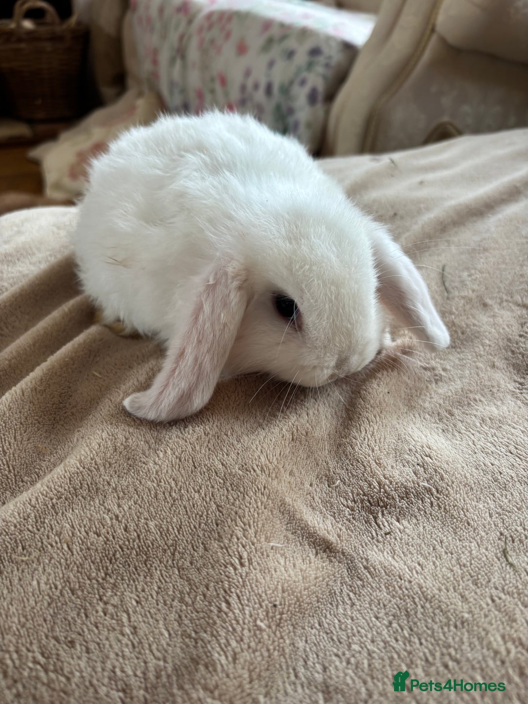 Mini Lop rabbits for sale: Beautiful mini lop rabbits - Image 15