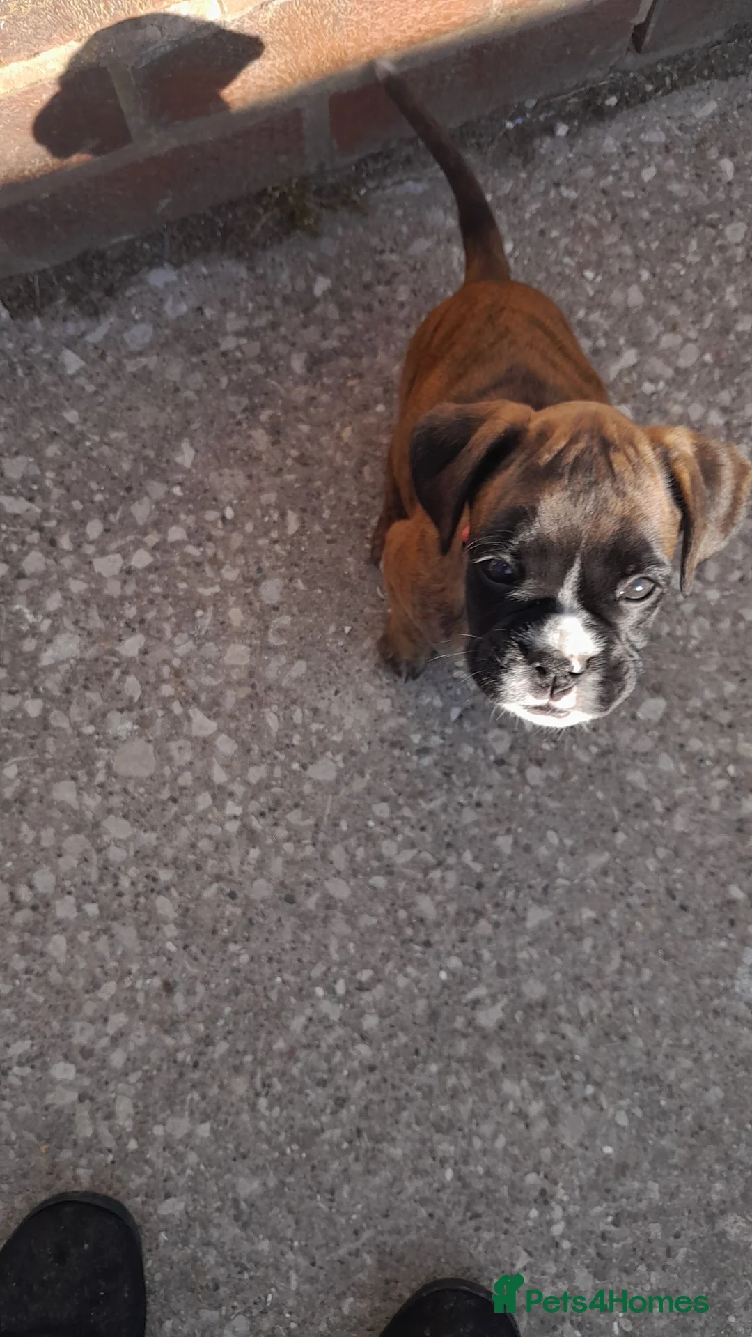 Boxer dogs for sale: Boxer girl.  - Advert 6