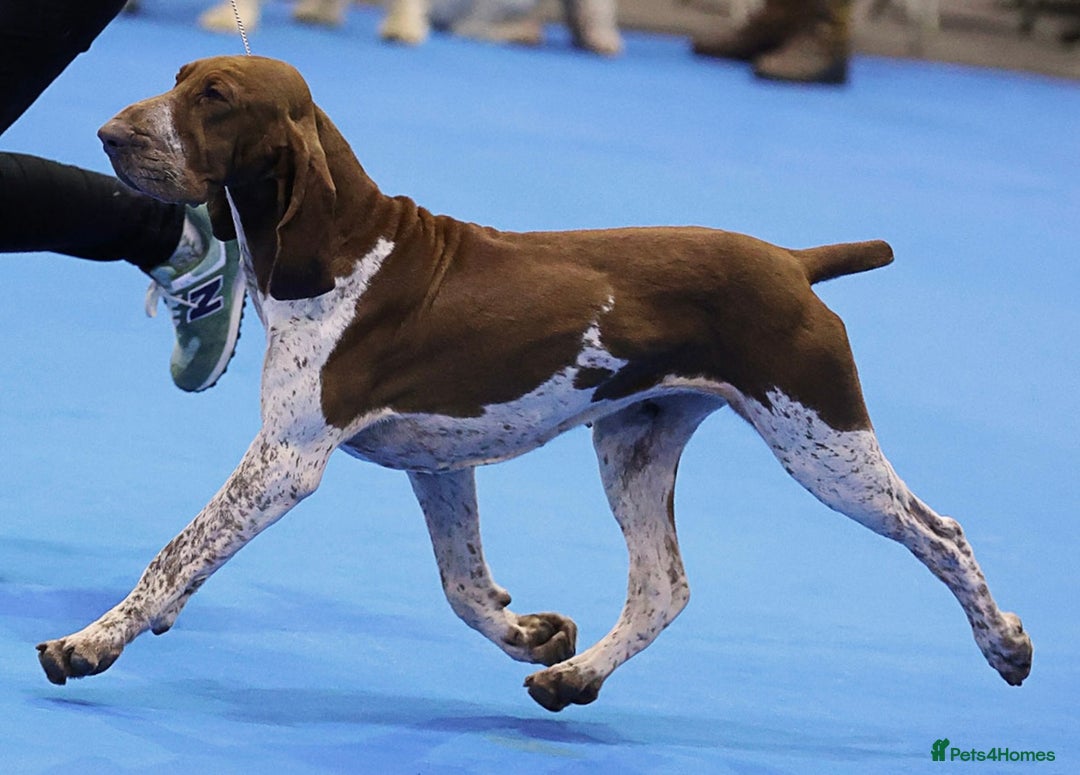 Bracco Italiano dogs for sale: Puppies due end of Jan!!   - Advert 16