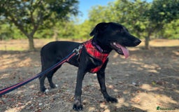 Mixed Breed dogs for adoption: Lovely Leah - Image 10