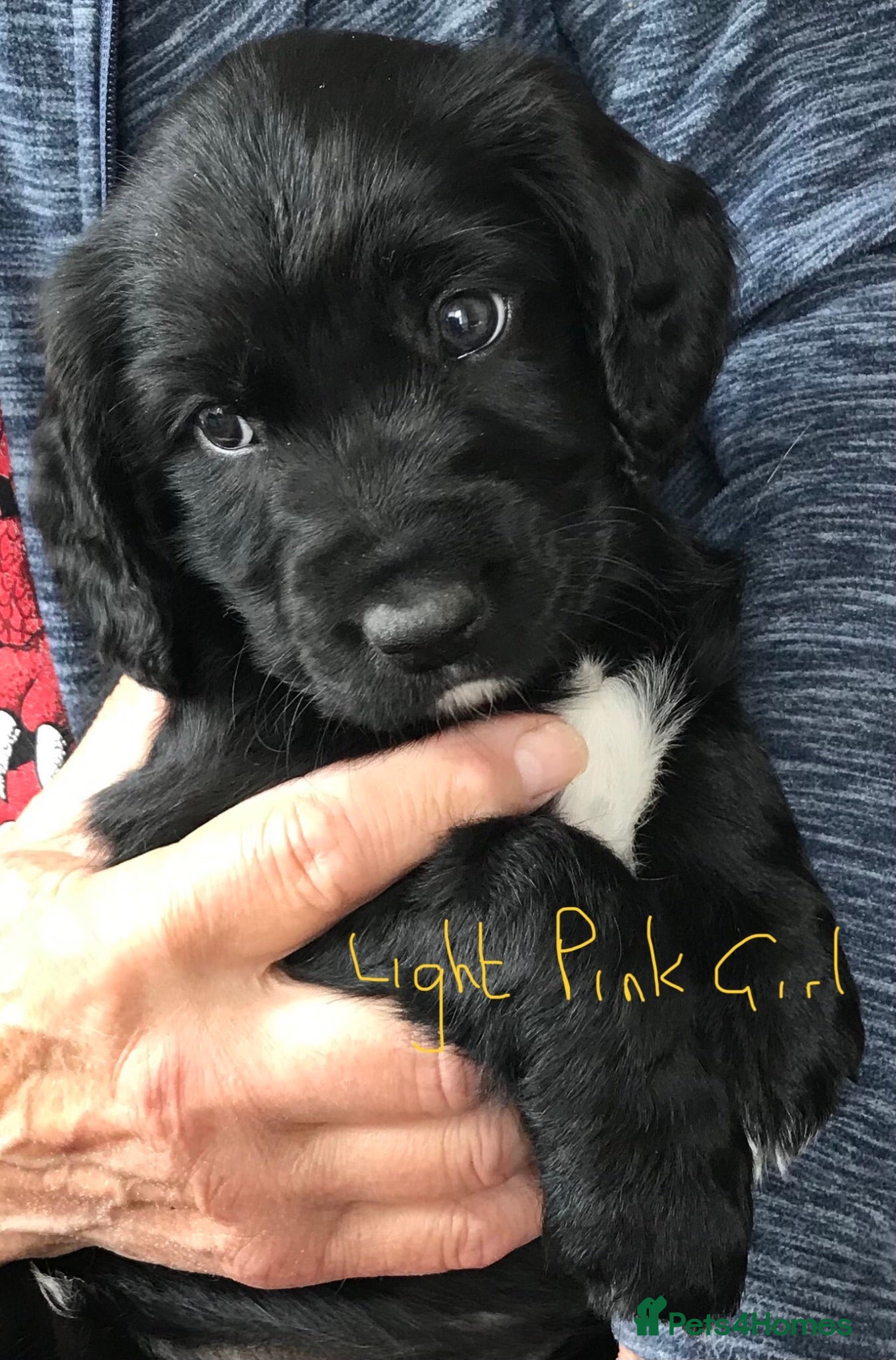 Mixed Breed dogs Cocker Spaniel/ Collie +spaniel puppies  - Advert 1