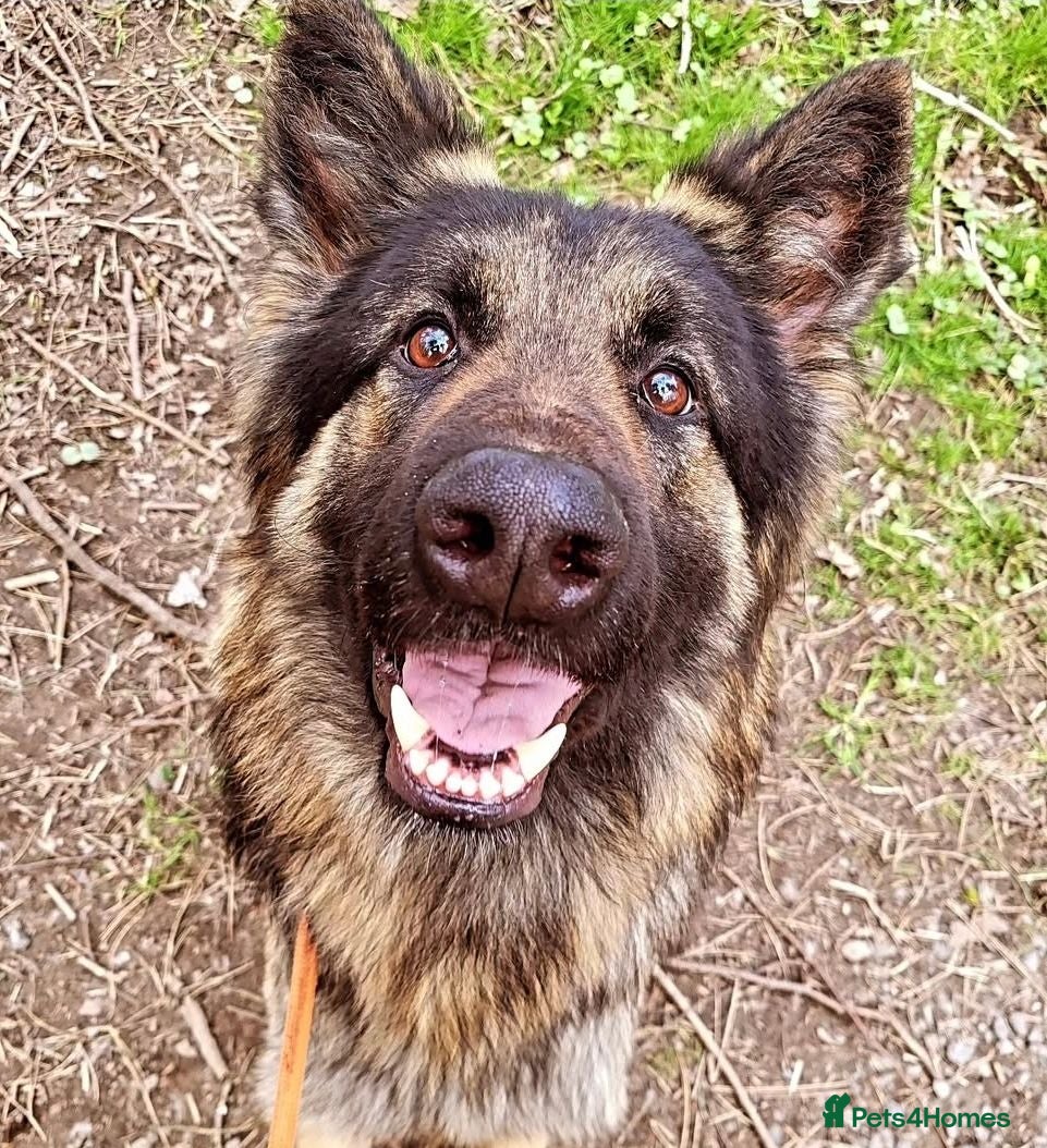 German Shepherd dogs German Shepherd for rehoming - Advert 2