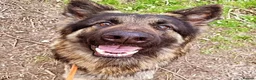 German Shepherd dogs for sale: German Shepherd for rehoming in Darwen - Advert 1