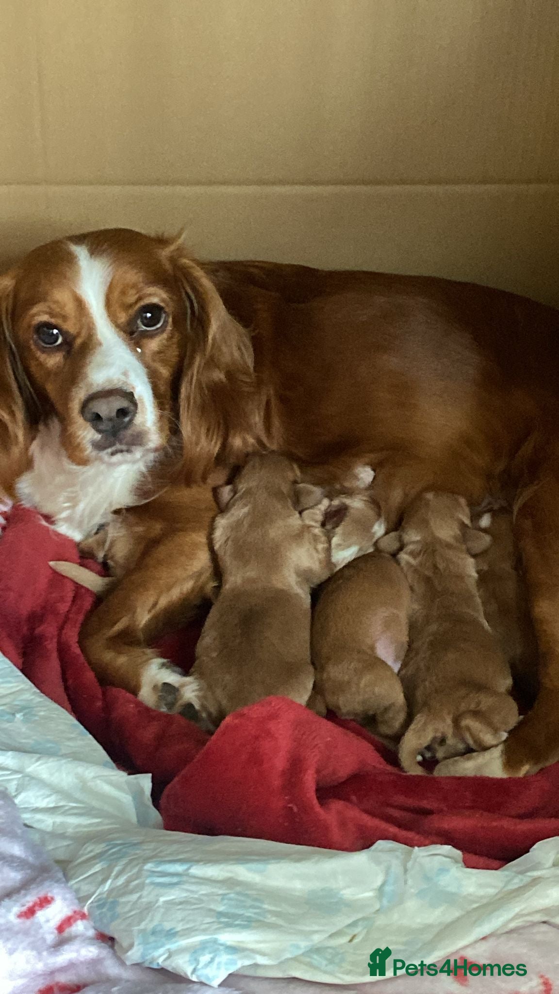 Mixed Breed dogs for sale: Adorable Family Raised Puppies Looking for Homes - Advert 5