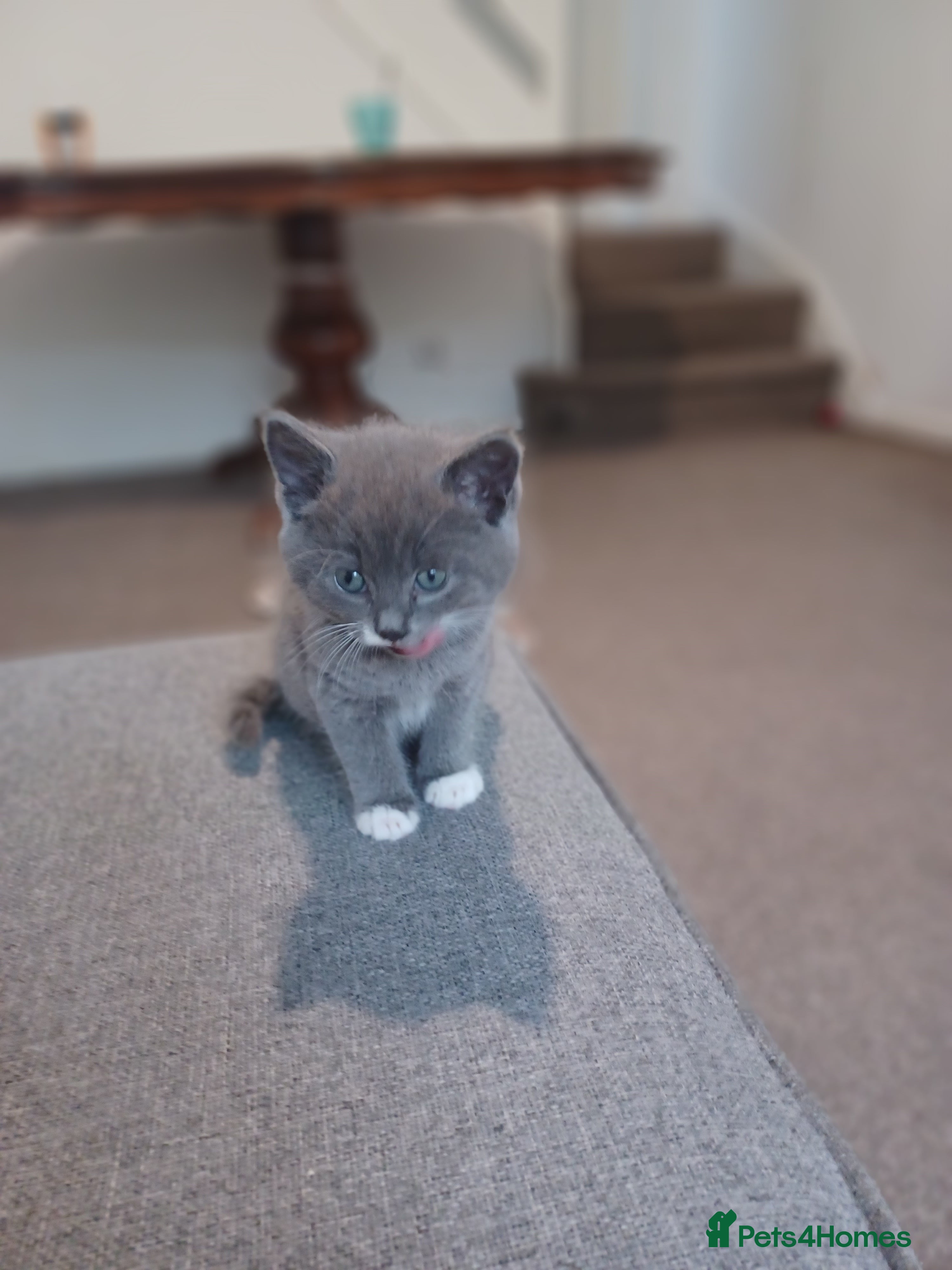 Maine Coon cats Little Half Main Coons - Advert 2