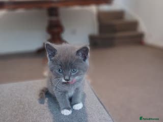 Maine Coon cats Little Half Main Coons - Advert 3