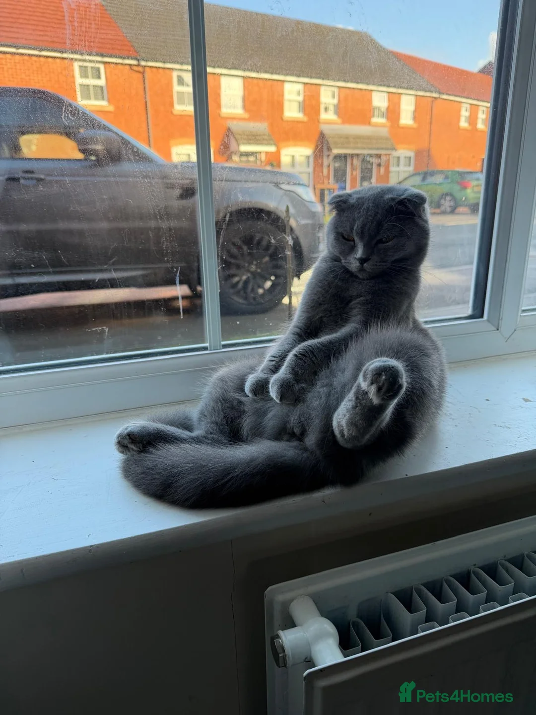 Scottish Fold cats for sale: female scottish fold  - Advert 9