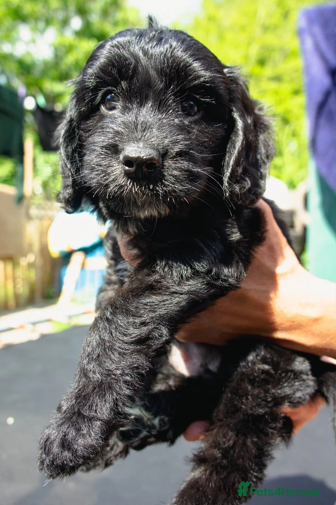 Mixed Breed dogs for sale: Cocker shi-poo puppy’s  - Advert 1