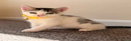 British Shorthair cats for sale: ✨5th Gen BSH x Bengal Kittens-Bear, Bagel & Bella✨ - Advert 32