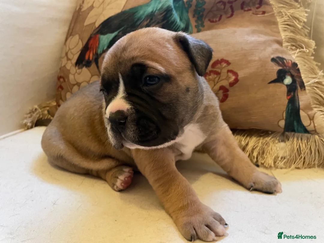 American Bully dogs for sale: ⭐️ 3/4 stunning Pocket bullys mix of colours ⭐️ - Advert 11