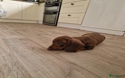 Dachshund dogs for sale: Standard Dachshund Show-quality Puppies - Image 18