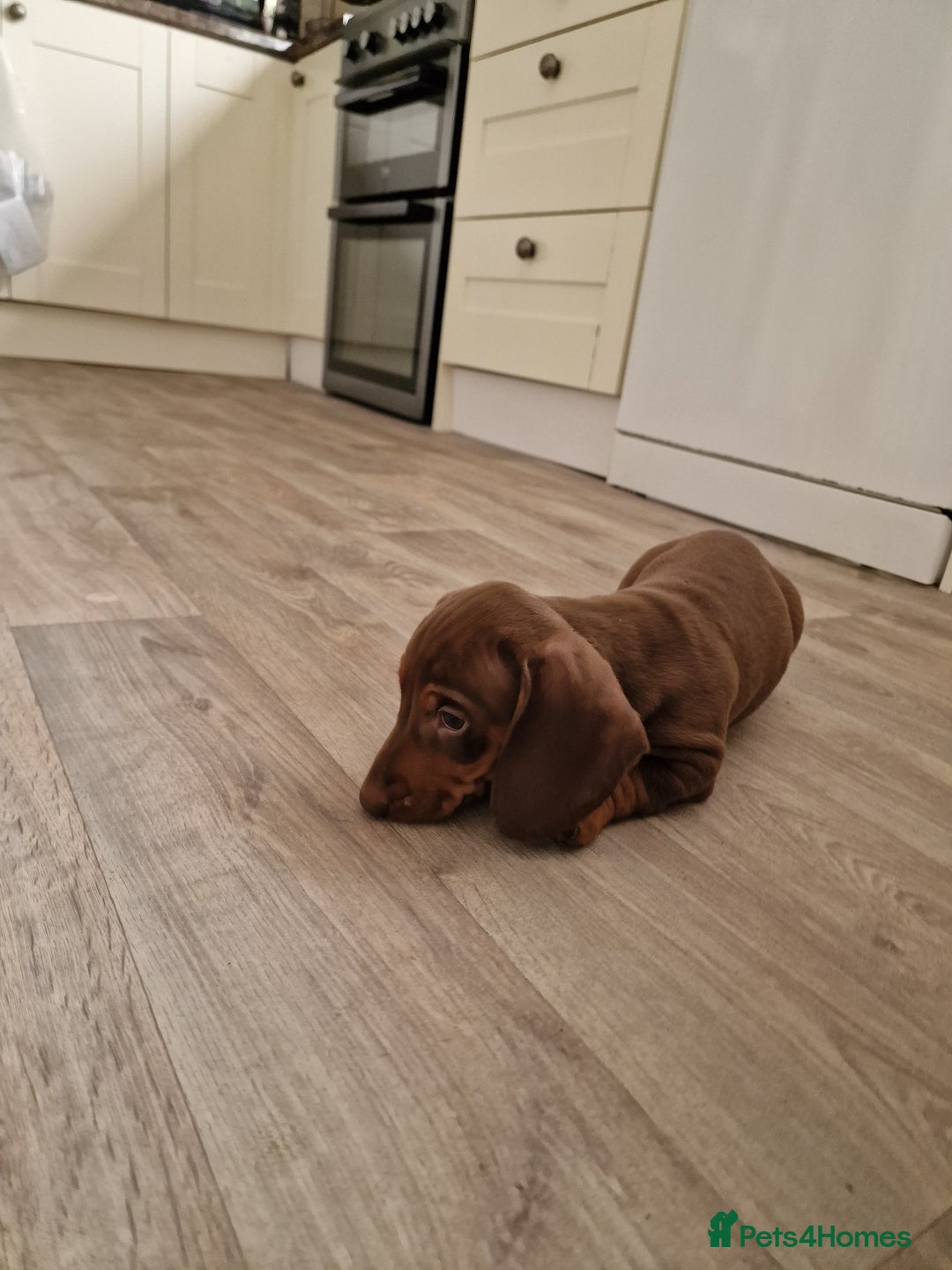 Dachshund dogs for sale: Standard Dachshund Show-quality Puppies - Image 18