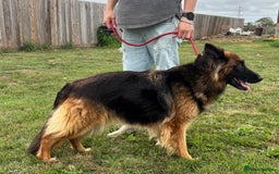 German Shepherd dogs for sale: German Shepherd KC Female  - Image 3