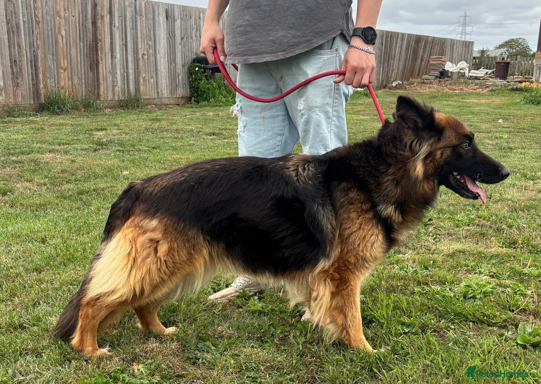 German Shepherd dogs for sale: German Shepherd KC Female  - Image 3