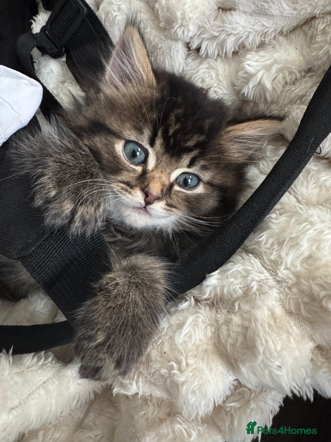 Scottish Fold cats for sale: 5 British Longhair and Scottish Straight kittens  - Image 15