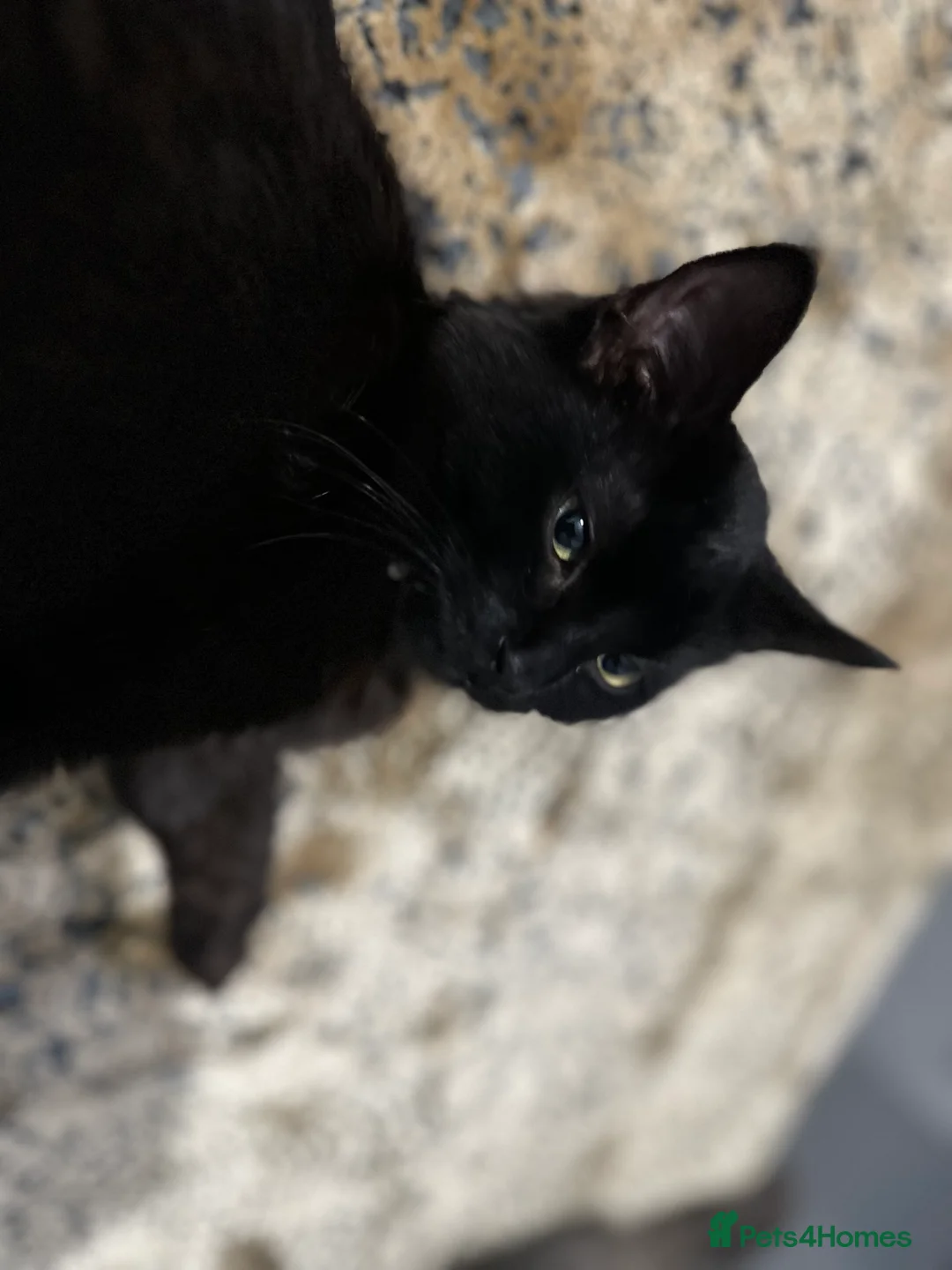 Maine Coon cats for sale: Beautiful Maincoon cross kitten for sell - Advert 9