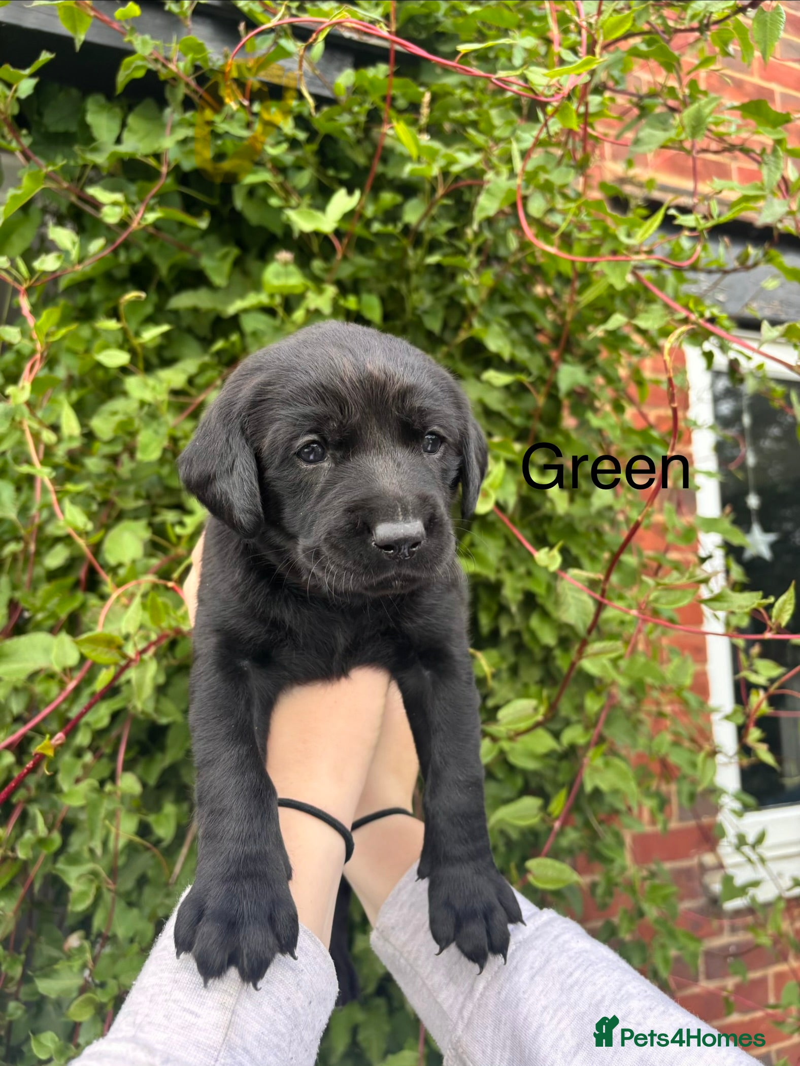 Labrador Retriever dogs for sale: 8 beautiful Black Labrador puppies for sale  - Advert 9