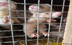 Ferret rodents for sale: 9 Ferrets for sale - Image 12