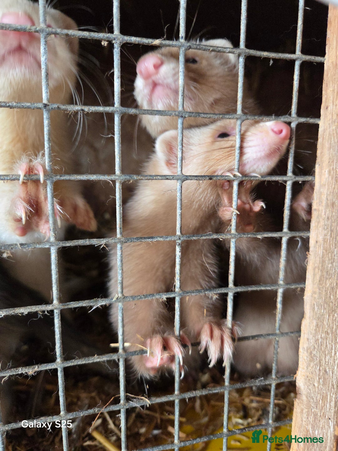 Ferret rodents for sale: 9 Ferrets for sale - Image 12