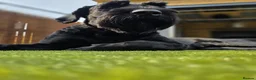 Giant Schnauzer dogs for stud: Giant schnauzer Stud - Advert 7