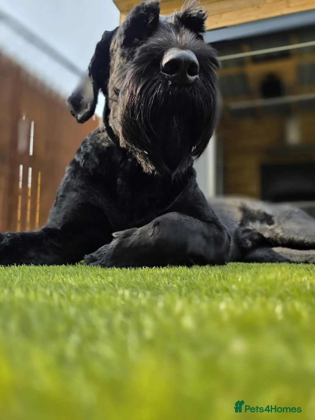 Giant Schnauzer dogs for stud: Giant schnauzer Stud - Advert 7