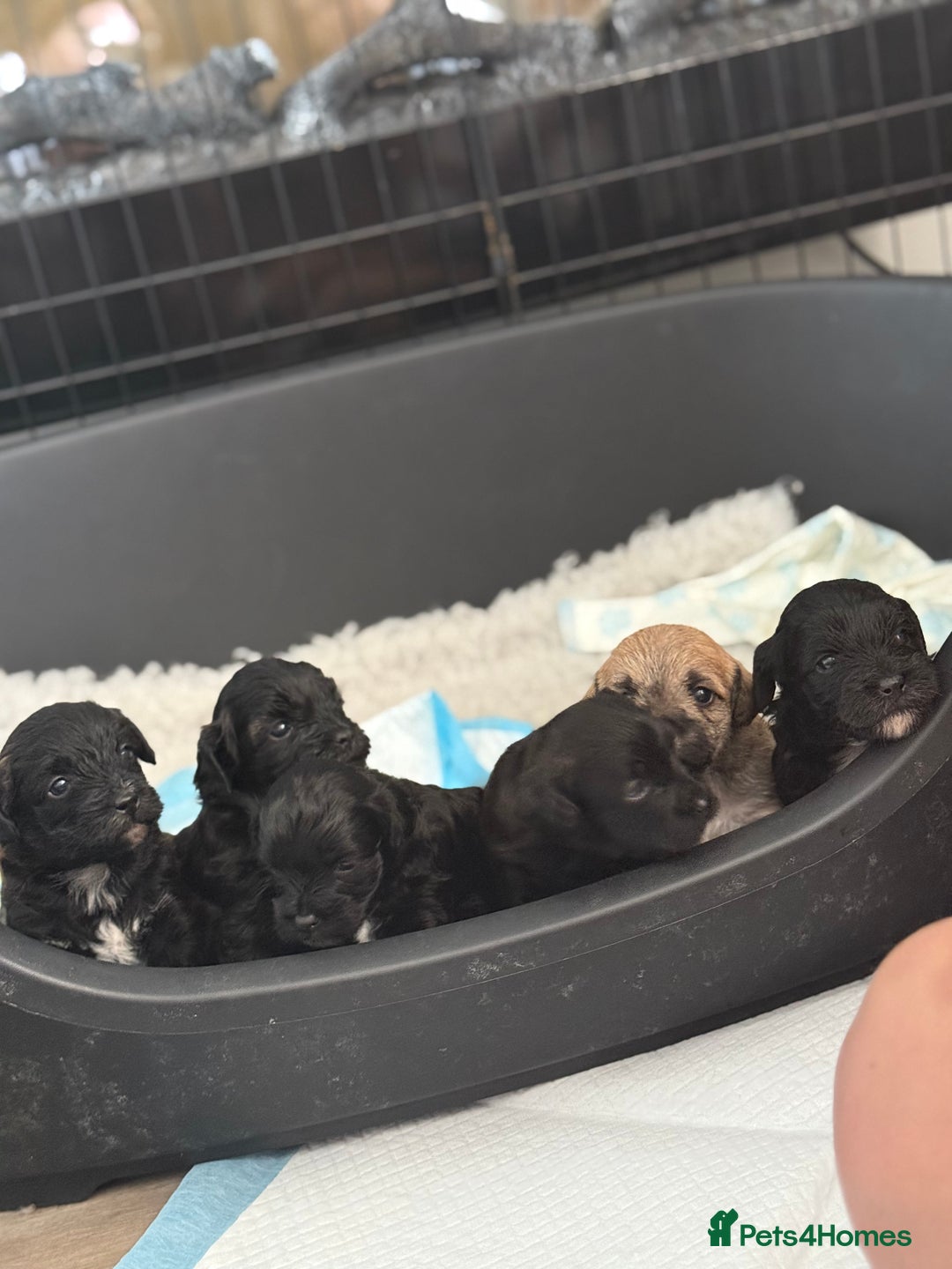 Yorkiepoo dogs for sale: Yorkiepoos - Image 18