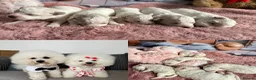 Bichon Frise dogs for sale: Pure Pedigree Champion Bloodline Bichon Frise 🐾 - Advert 1