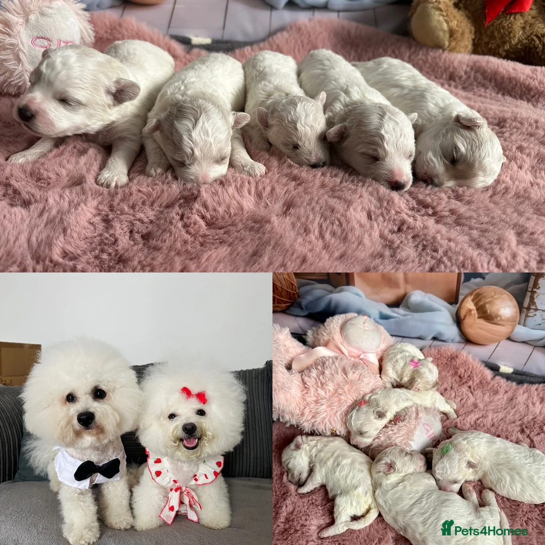 Bichon Frise dogs for sale: Pure Pedigree Champion Bloodline Bichon Frise 🐾 - Advert 1