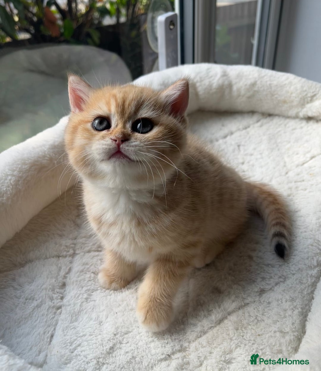 British Shorthair cats for sale: TICA Reg Beautiful Golden & Golden Tabby Bsh  - Advert 2