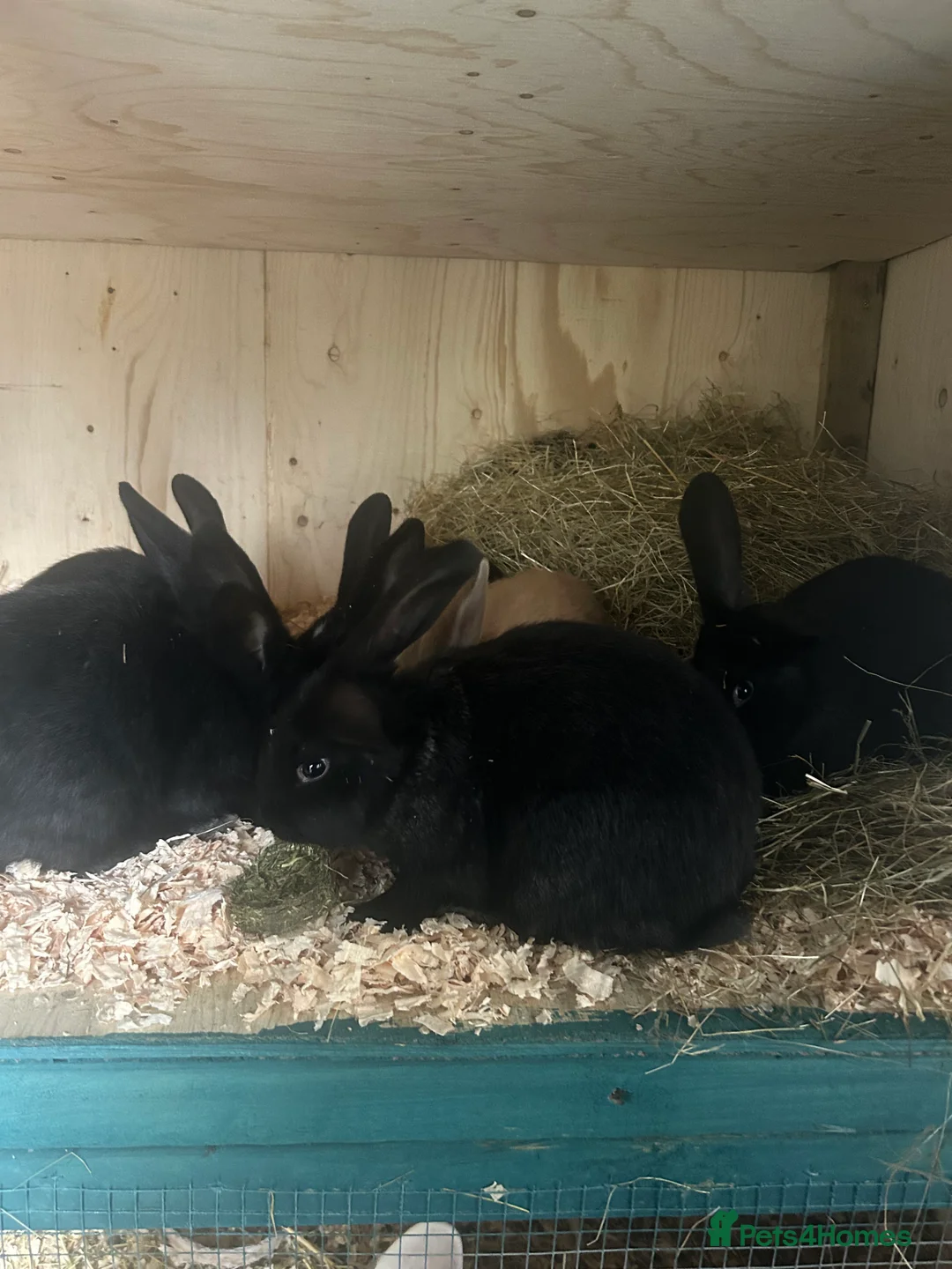 Continental Giant rabbits for sale: Continental giant doe ready now  - Advert 3