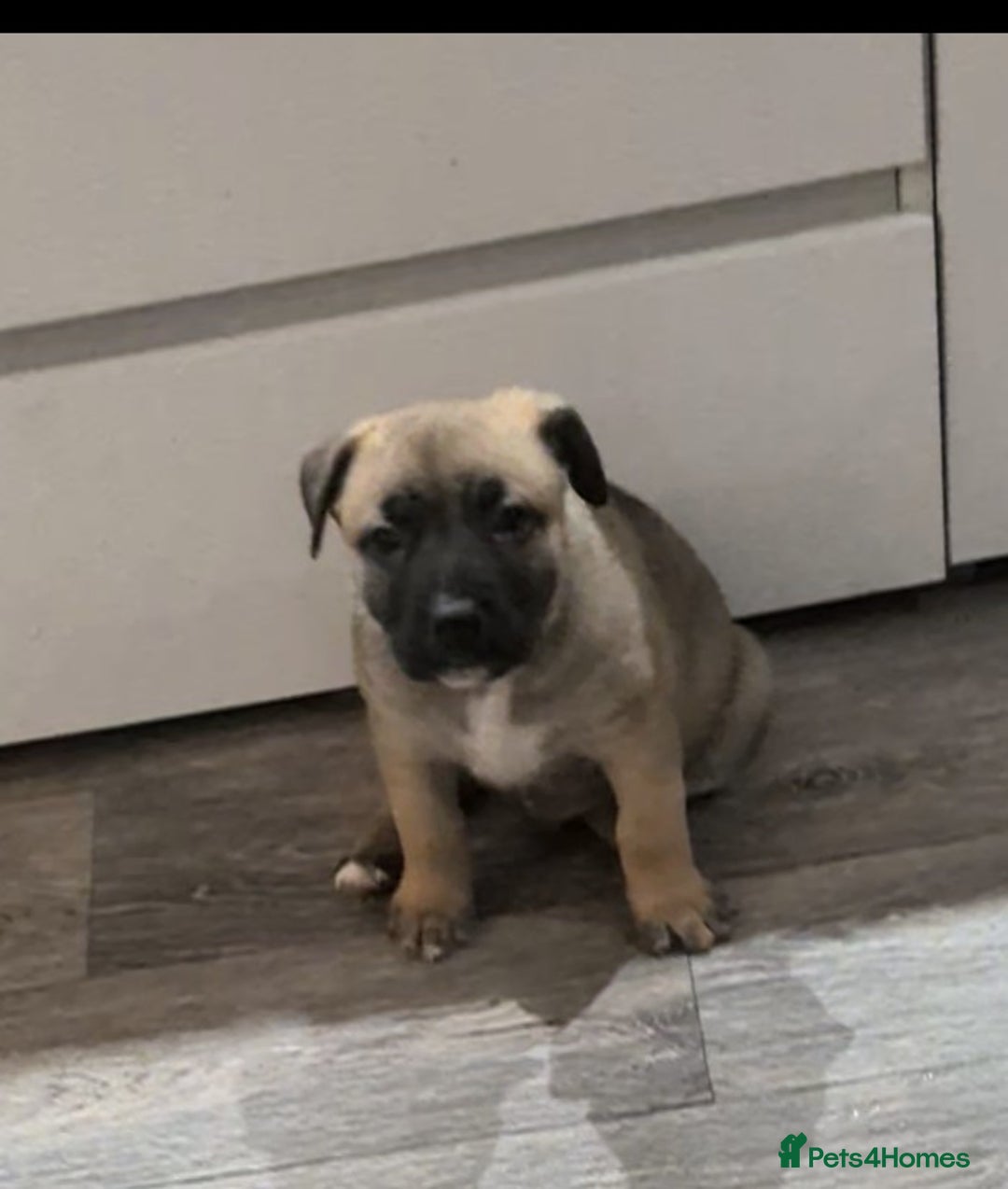 Mixed Breed dogs for sale: MixedBreed Mum Bullboxer Dad-King German Shepherd  - Advert 9