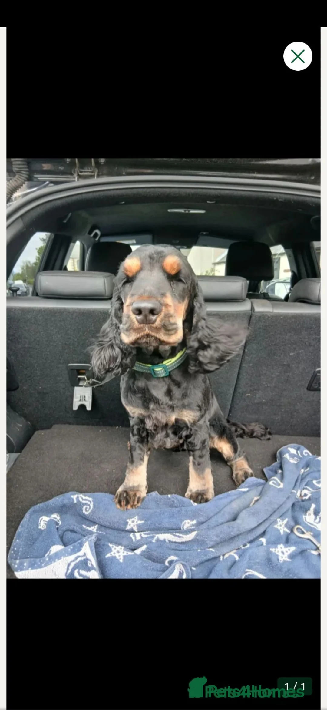 Cocker Spaniel dogs for sale: KC show black & tan male cocker spaniel puppy - Advert 5