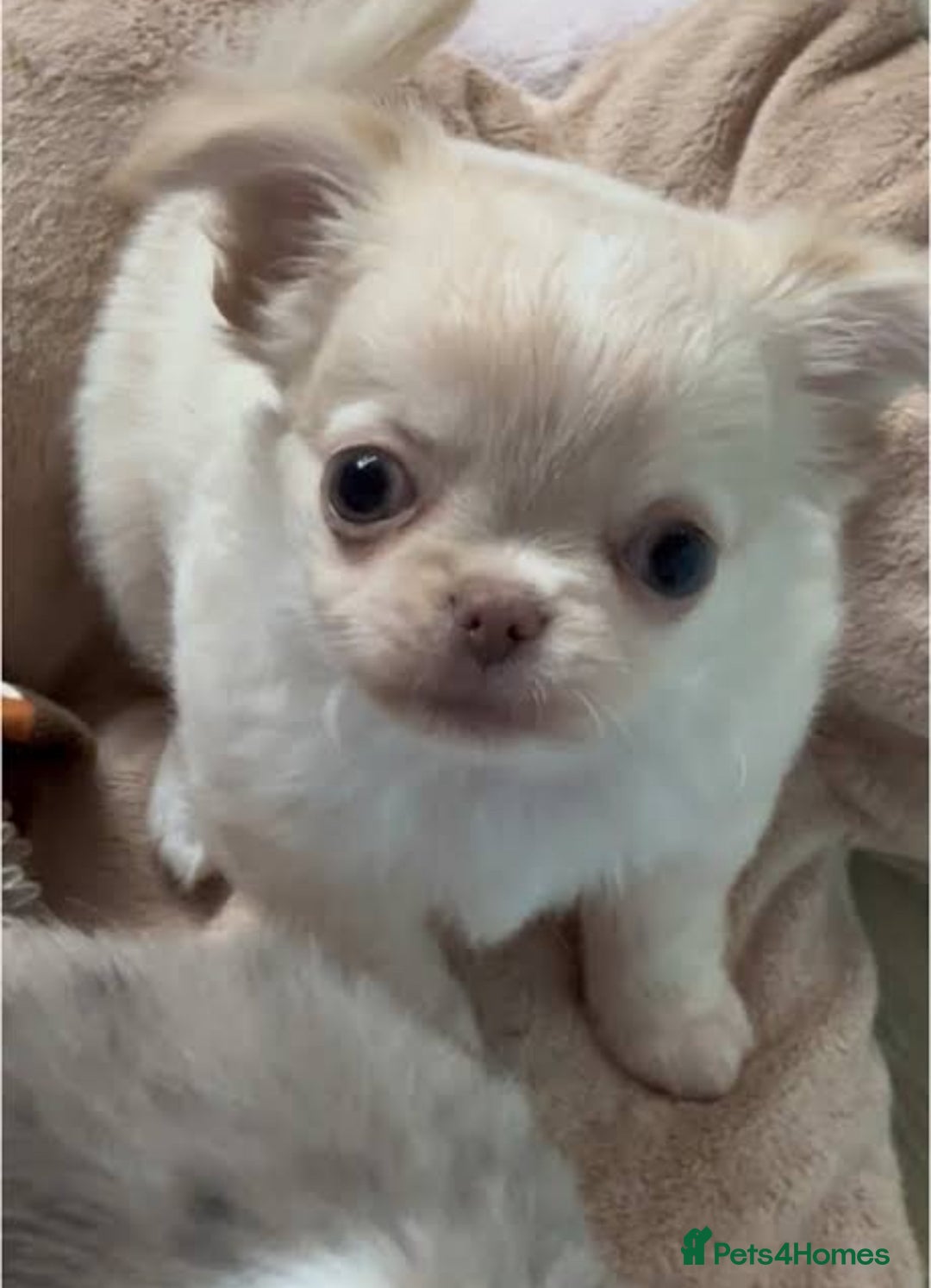 Chihuahua dogs for sale: Beautiful white chihuahua puppy 🩷 - Advert 2