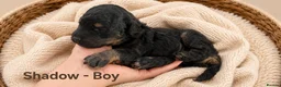 Cockapoo dogs for sale: 5 Rare Beautiful F1BB Toy Cockapoo Puppies!!  - Advert 6