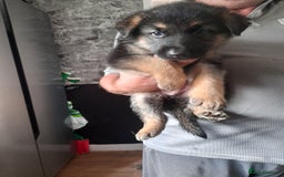 German Shepherd dogs for sale: Beautiful German shepherd pups - Image 15