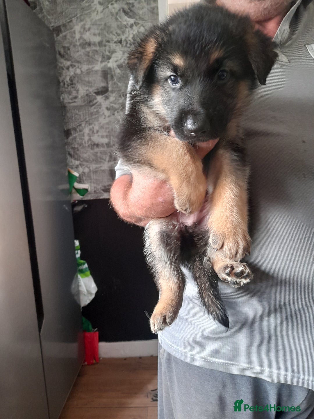 German Shepherd dogs for sale: Beautiful German shepherd pups - Image 15