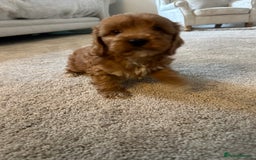 Cavapoo dogs for sale: Miniature F1 cavapoo  - Image 11