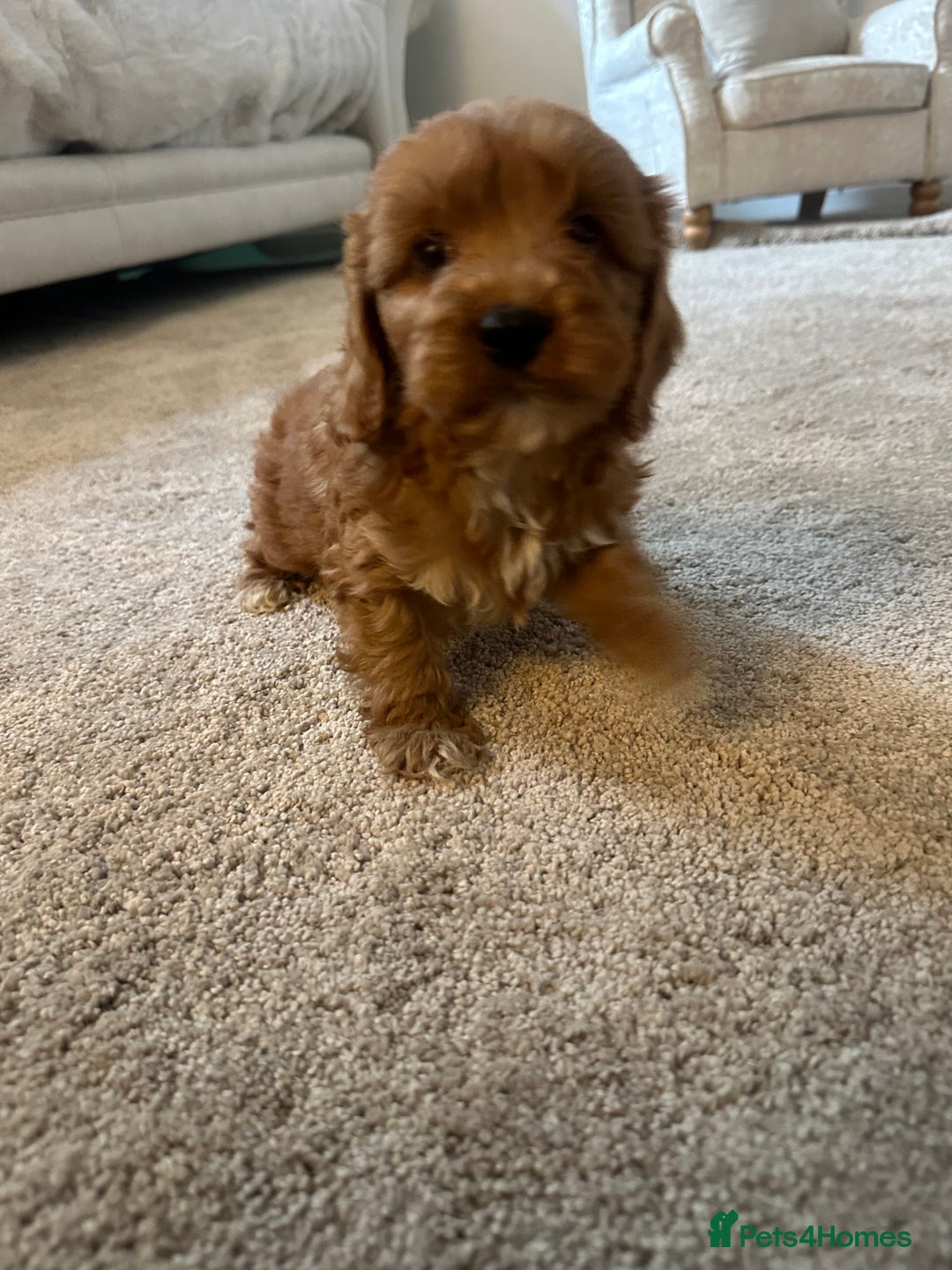 Cavapoo dogs for sale: Miniature F1 cavapoo  - Image 11