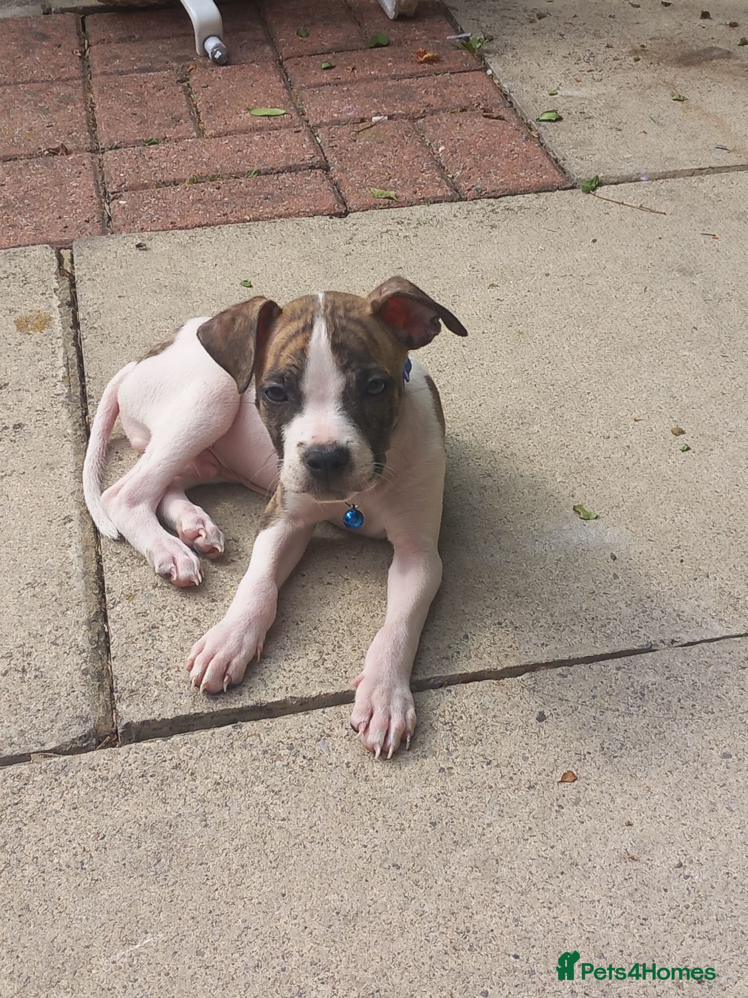 Alapaha Blue Blood Bulldog dogs Alapha American bulldog  - Advert 4