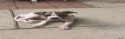 Alapaha Blue Blood Bulldog dogs for sale: Alapha American bulldog  in Leeds - Advert 1