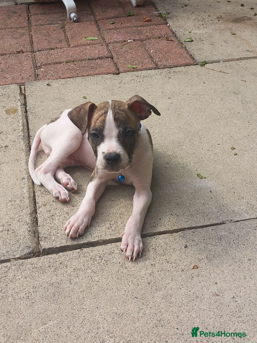 Alapaha Blue Blood Bulldog dogs for sale: Alapha American bulldog  in Leeds - Advert 1