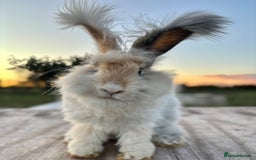 Angora rabbits for sale: Fully Vaccinated Pedigree Angoras Doe Ready Now  - Image 10