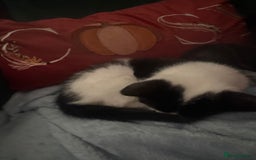 Mixed Breed cats for sale: 3 kittens looking for forever homes  - Image 13