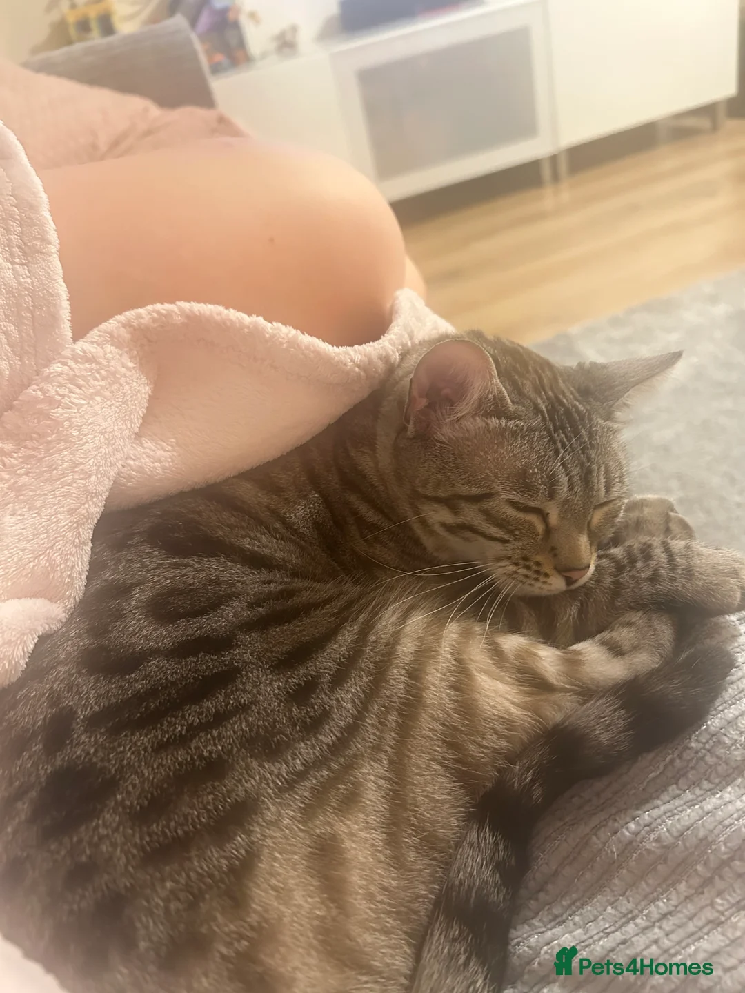 Bengal cats for sale: Beautiful 5y.o. Female BengalLooking for home - Advert 2