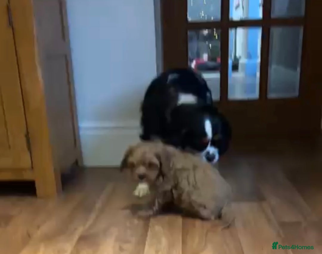 Cavapoo dogs for sale: F1 Cavapoo  - Advert 5