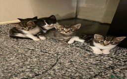 Domestic Shorthair cats for sale: 5 beautiful Domestic shorthair kittens - Image 1